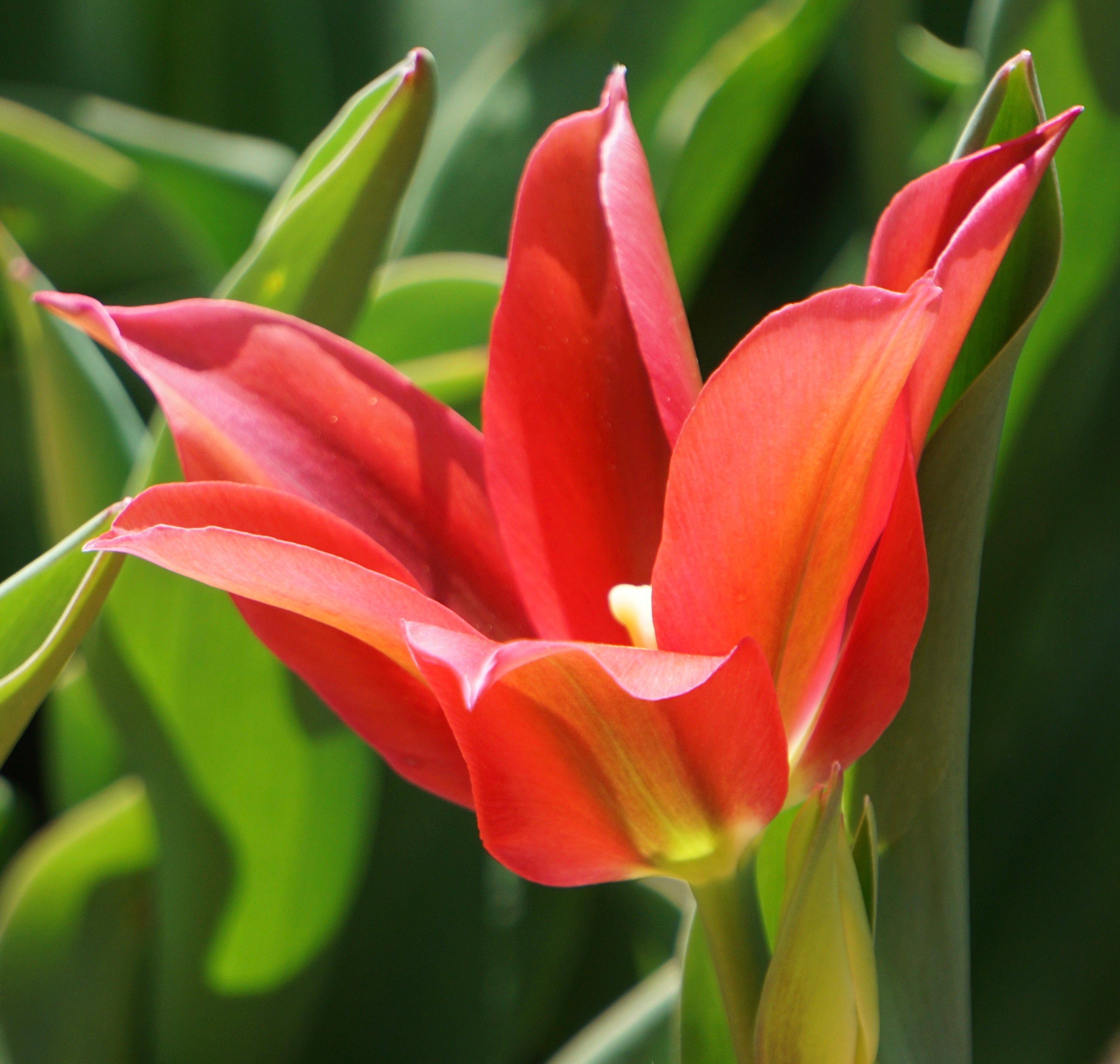 Immune and Inflammation