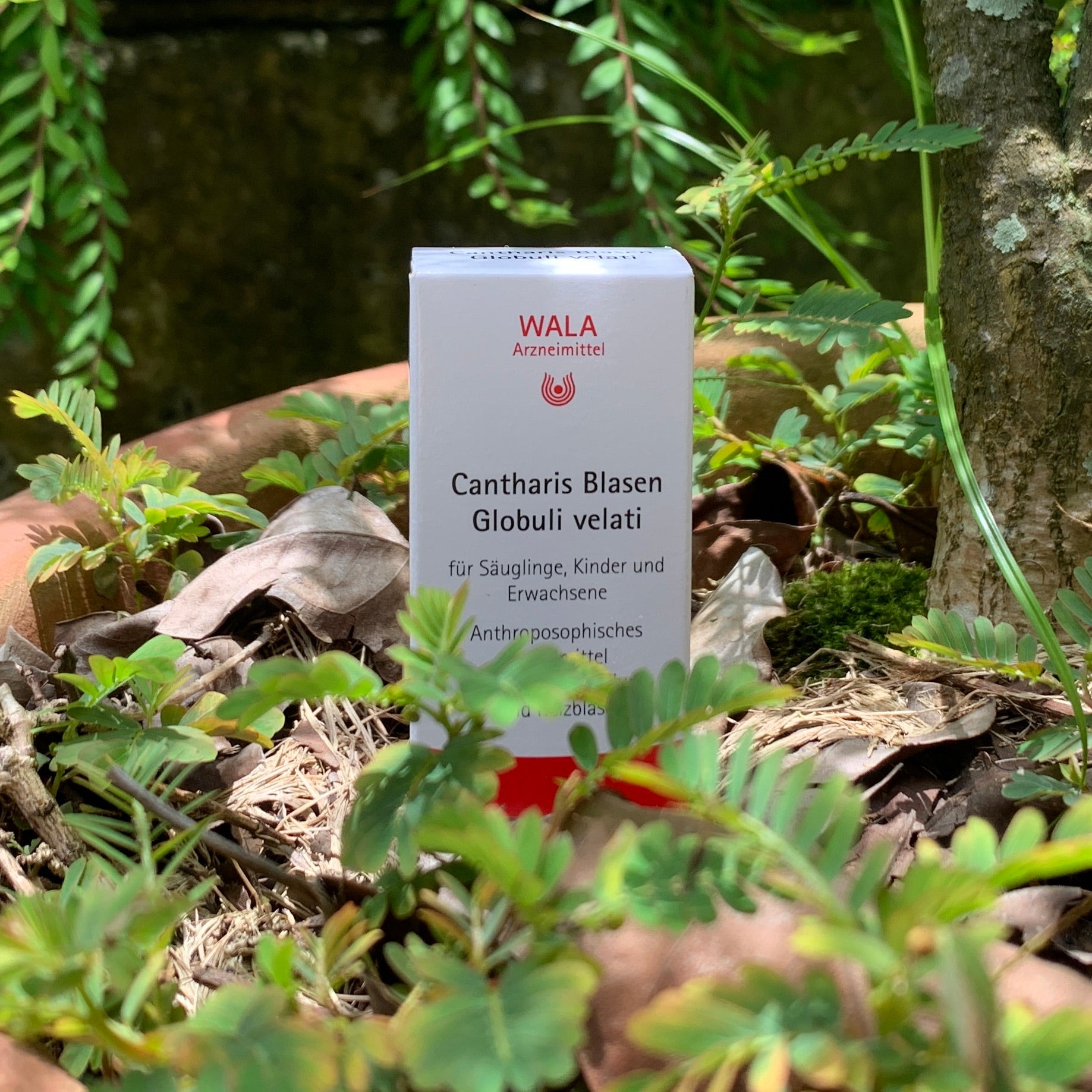Cantharis Blasen Globuli velati 20 g